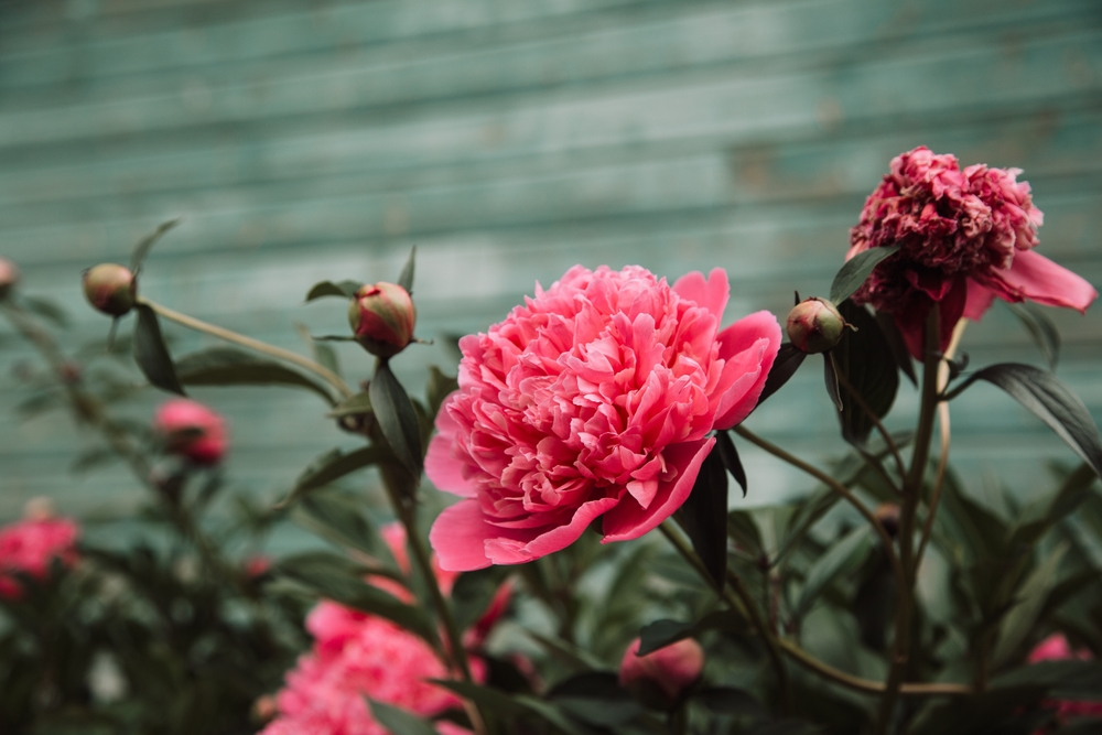 Blooming peonies