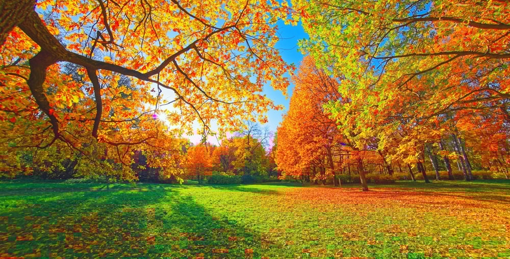 Fall tress in a park