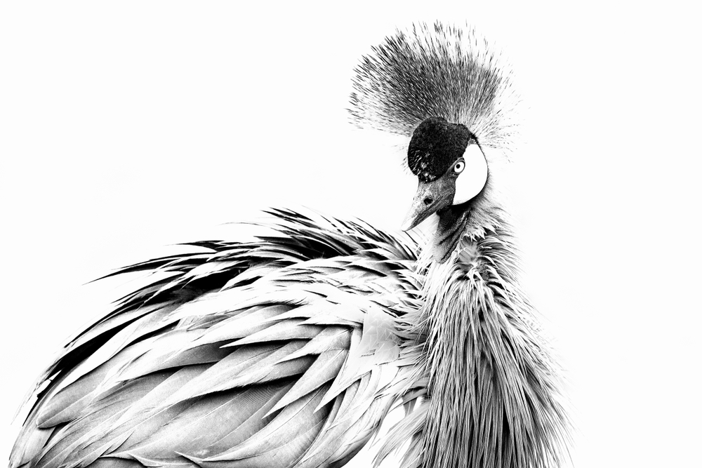 Grey Crowned Crane Bird, high key