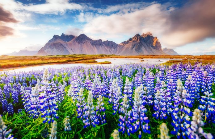 lupine flowers in foreground of mountains