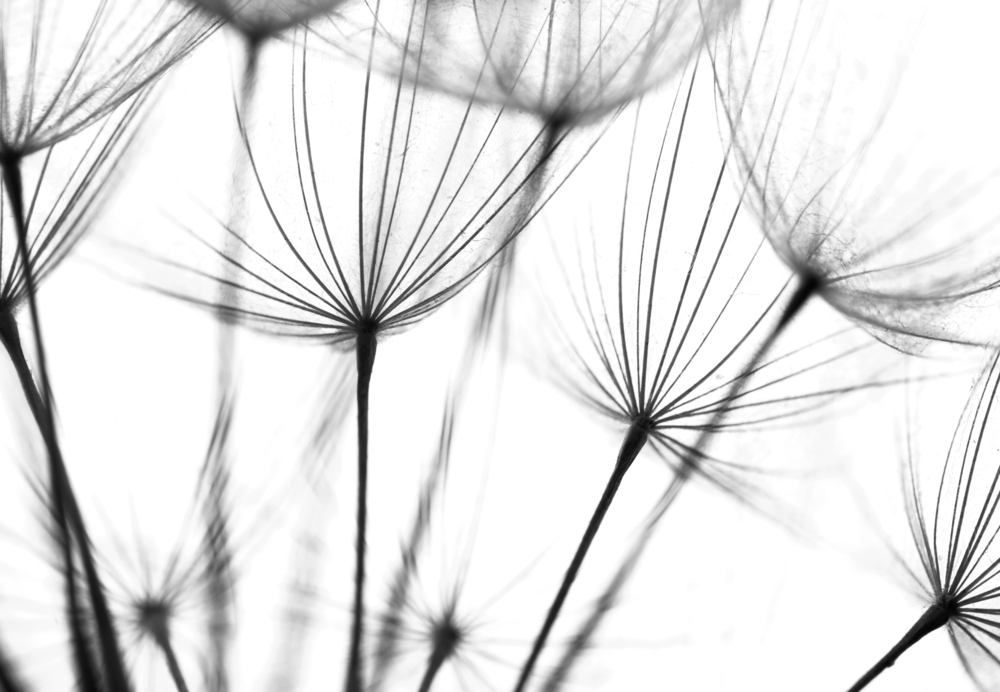 macro photo of dandelion seeds