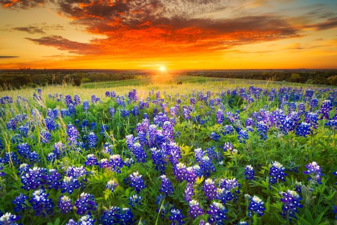 pasture filled with bluebonnets at sunset