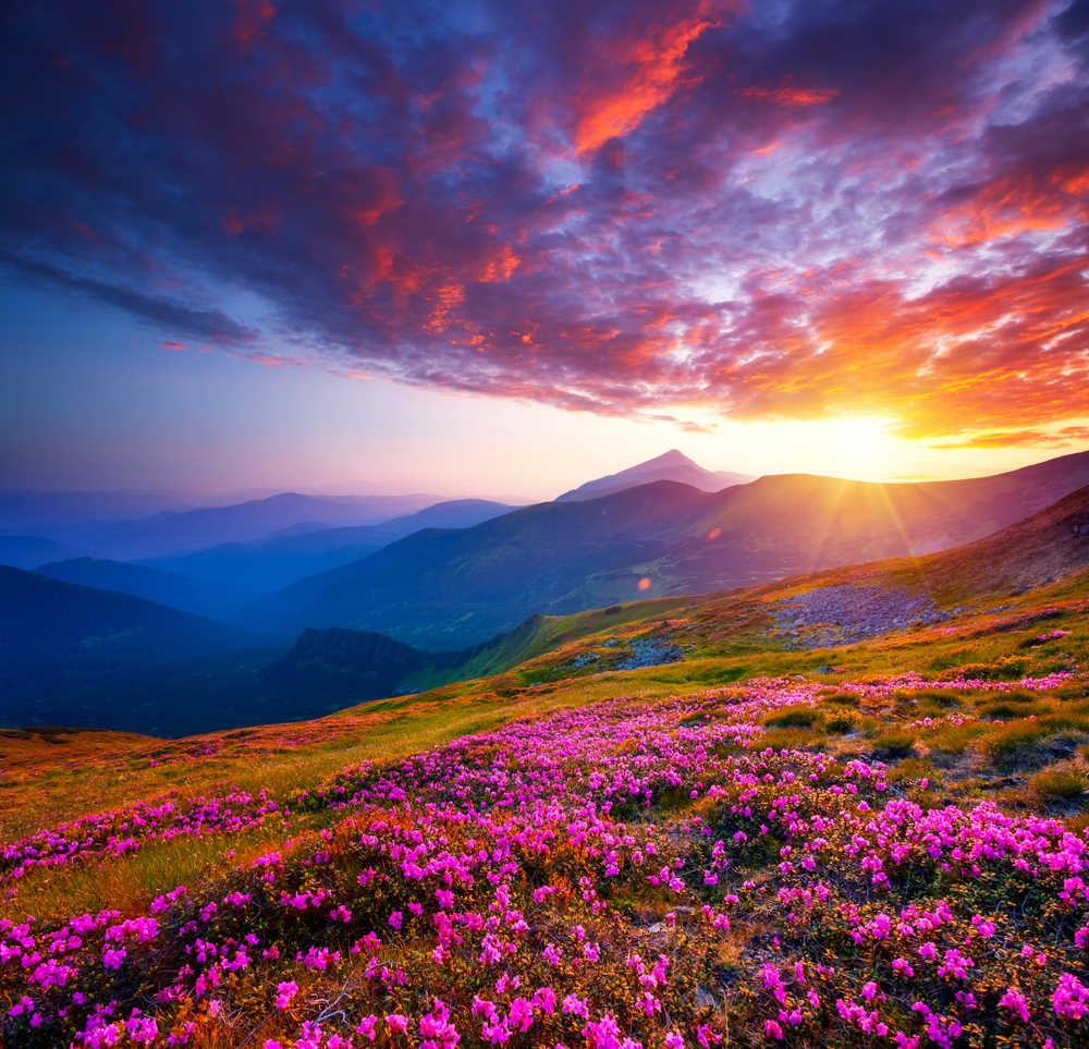 pink flowers in the mountains at sunset
